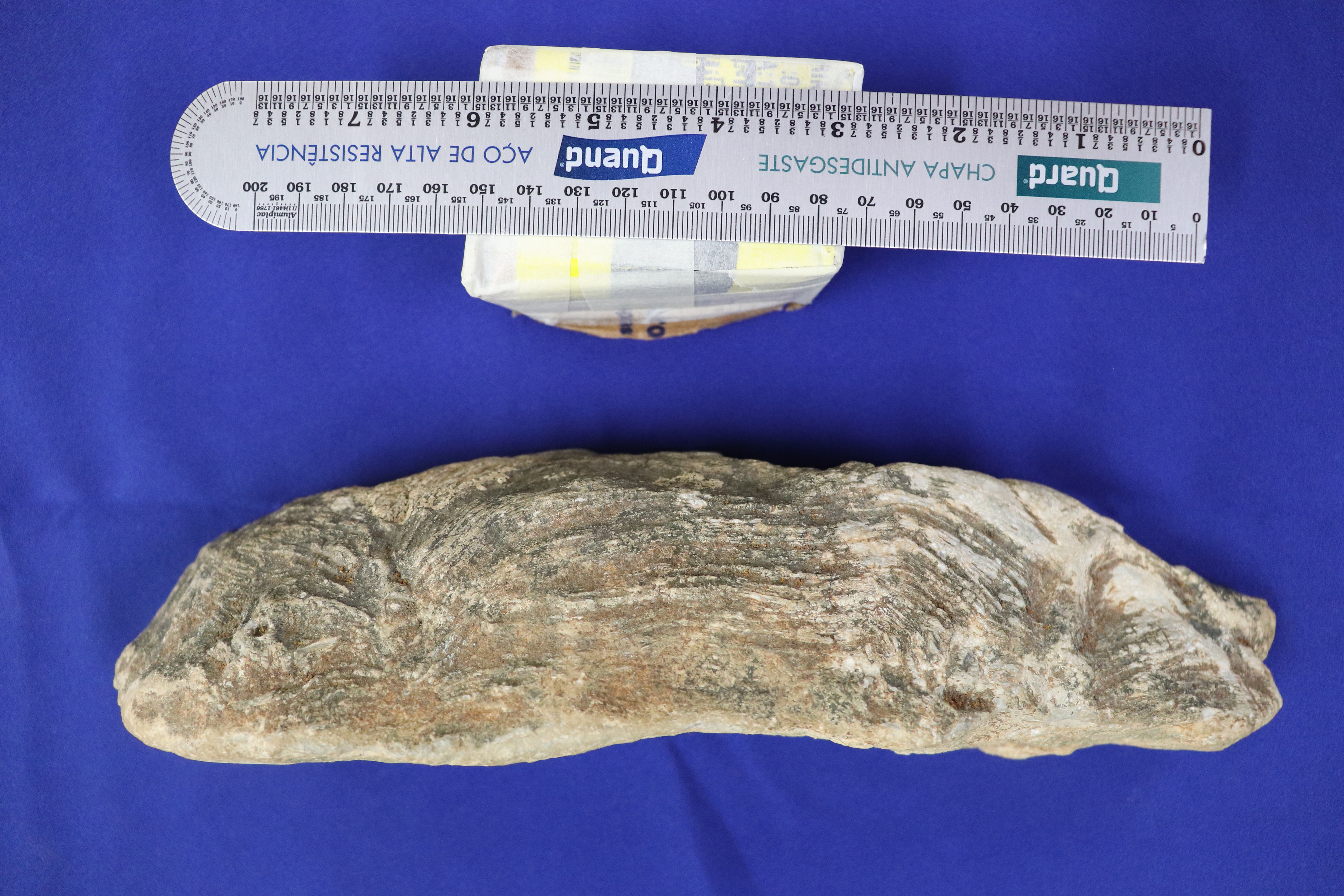 Exposição Eras Geológicas – Paleontologia Hoje, image size:6000x4000