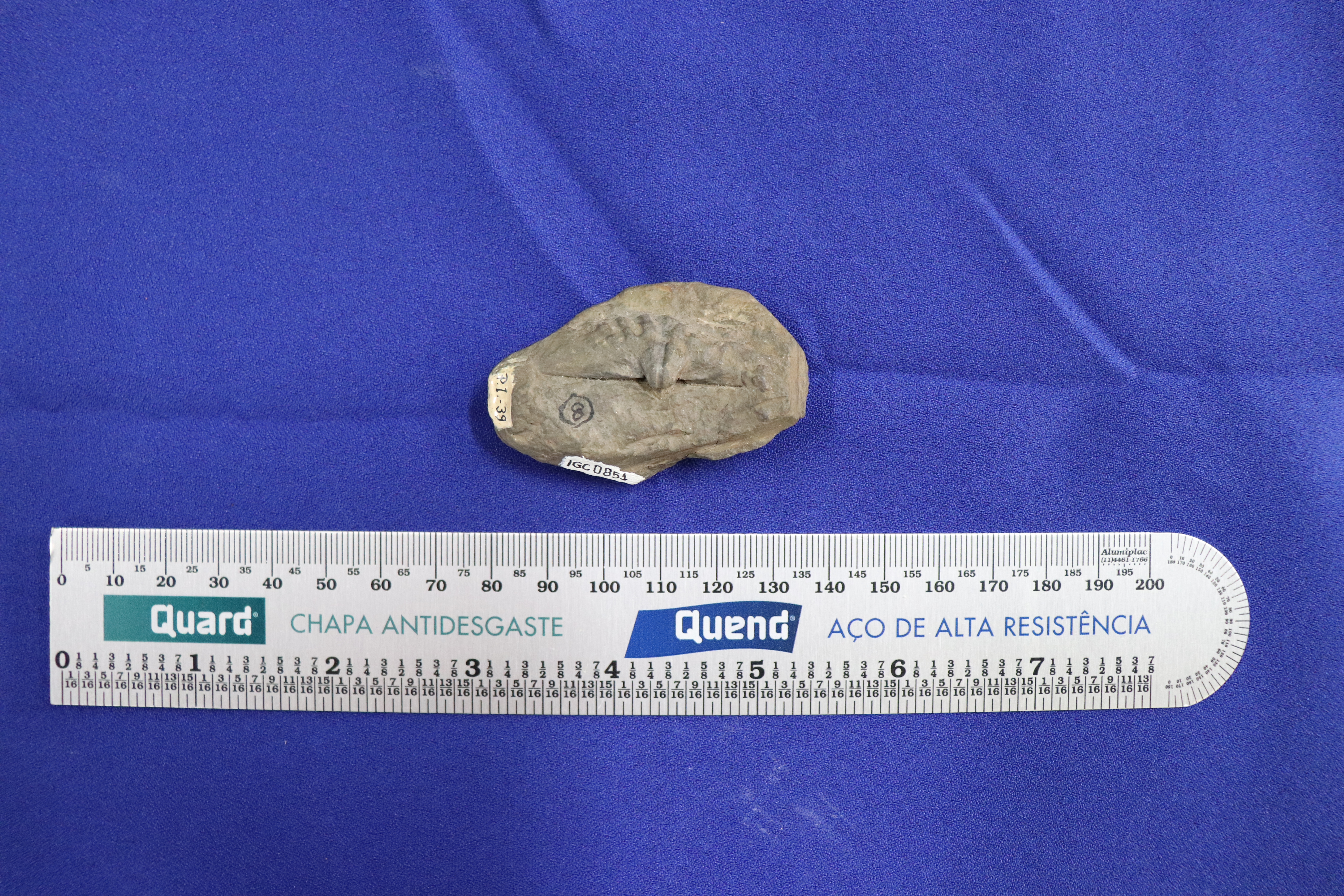 Exposição Eras Geológicas – Paleontologia Hoje, image size:6000x4000