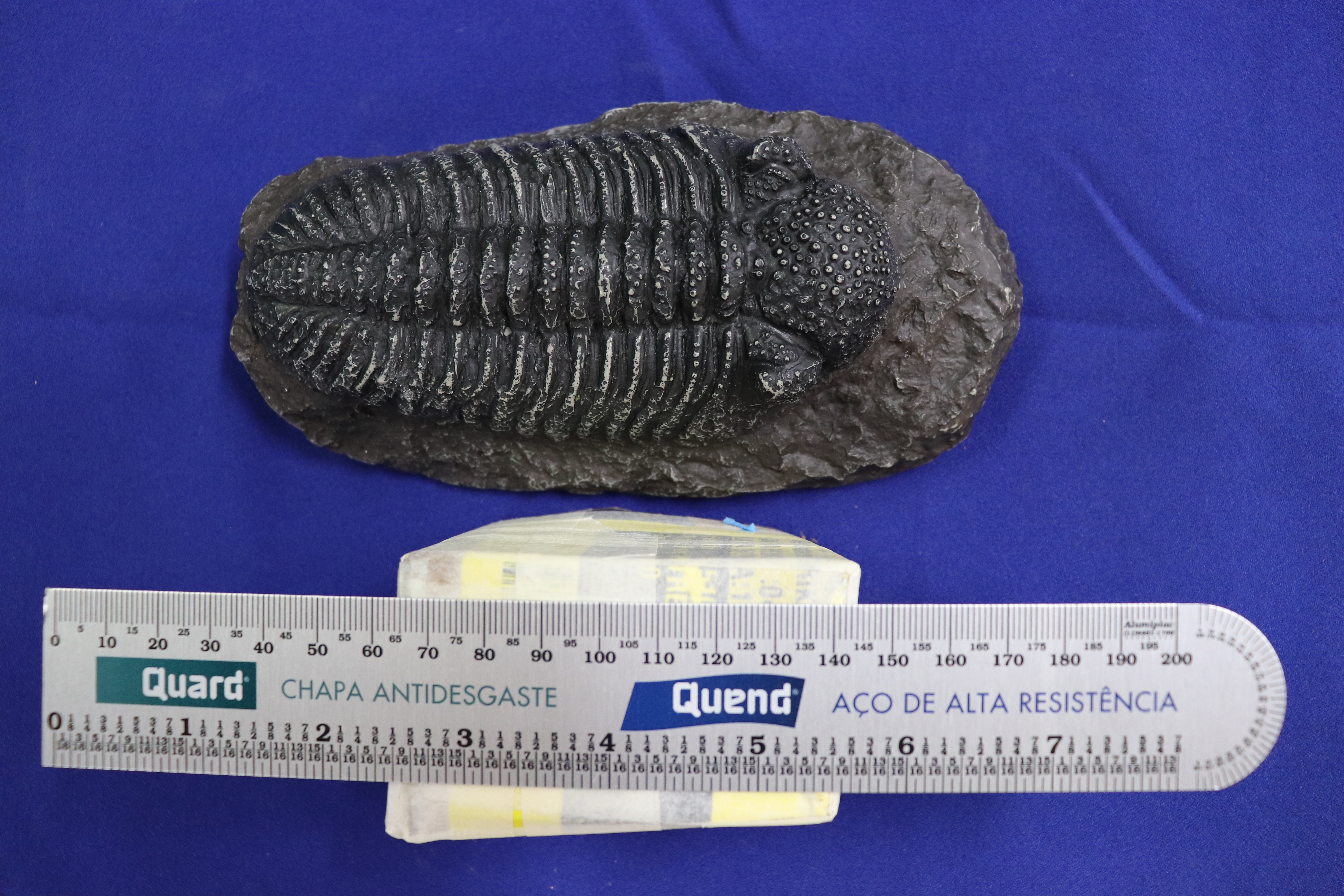 Exposição Eras Geológicas – Paleontologia Hoje, image size:6000x4000