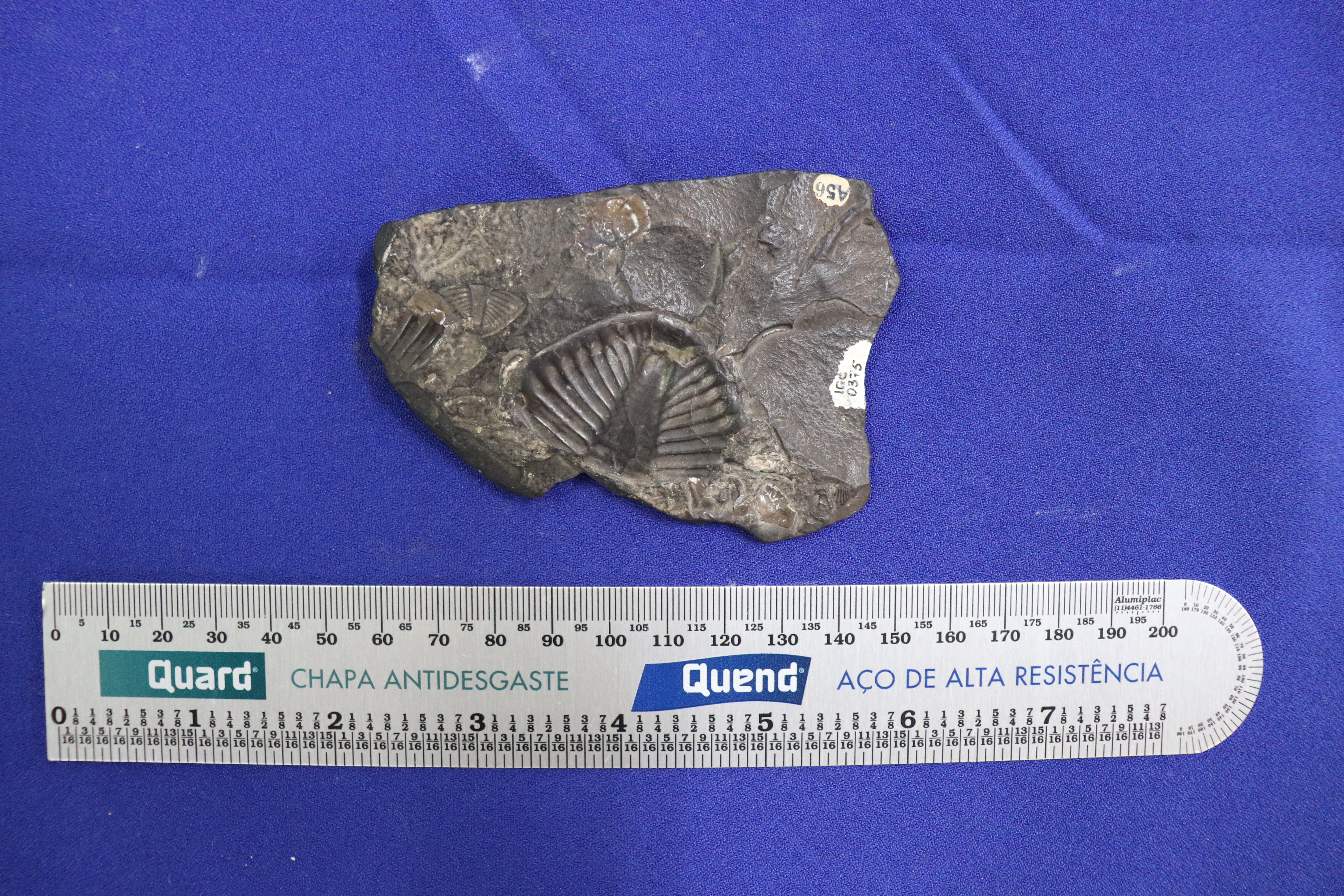 Exposição Eras Geológicas – Paleontologia Hoje, image size:6000x4000