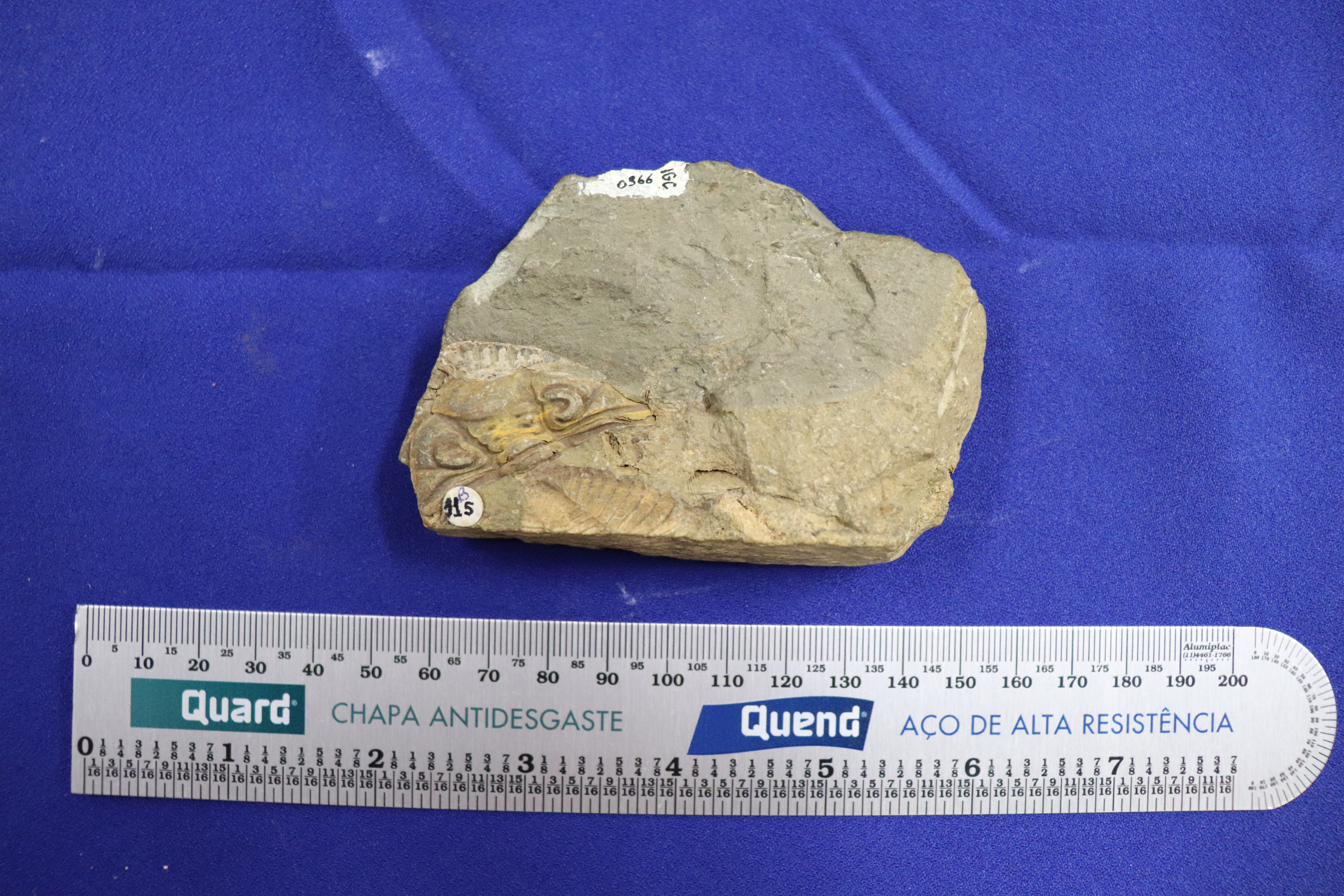 Exposição Eras Geológicas – Paleontologia Hoje, image size:6000x4000