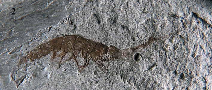 Luciferidae Nova espécie de camarão do Cretáceo é descoberta no Brasil: fóssil ...